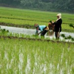 160330_636167_petani_di_sawah_dl