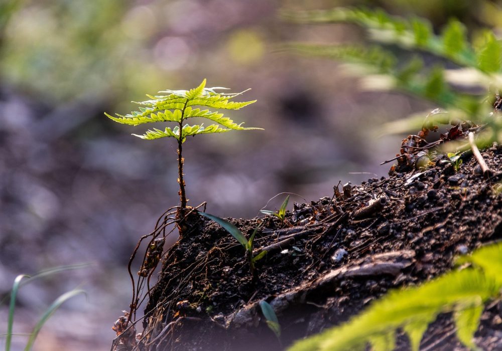 forest-by-wal_172619